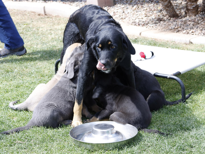 chinook dog